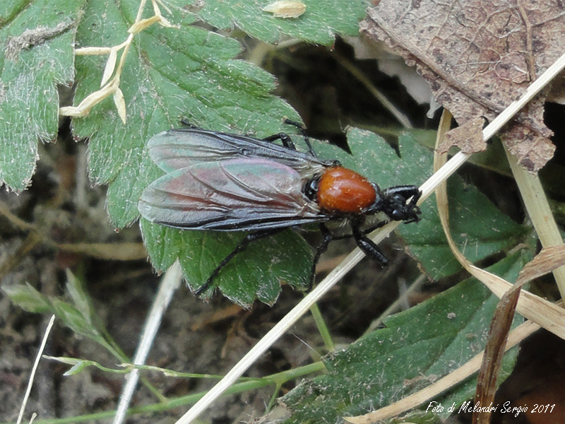 Bibionidae: Bibio hortulanus